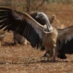 why vultures are important conclusion 5th grade