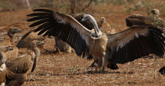 why vultures are important conclusion 5th grade